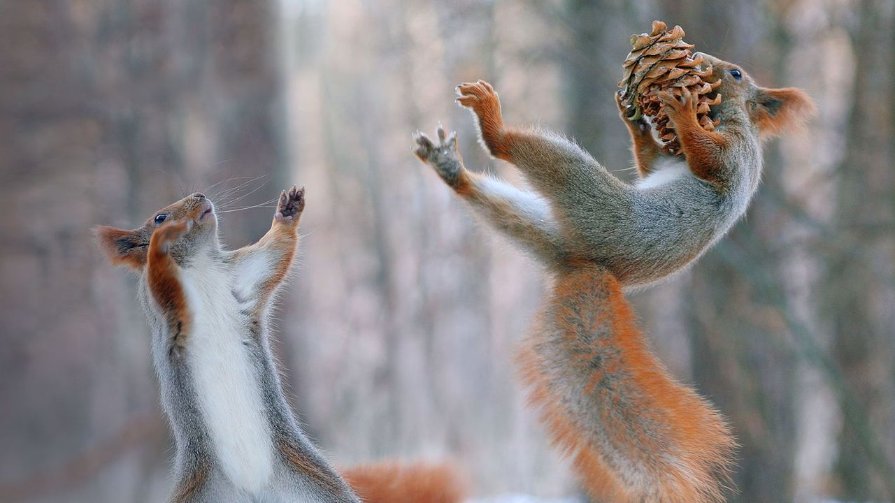 Eurasian red squirrels in action 
