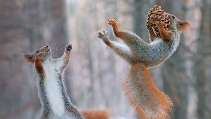 Zwei sportliche Eichhörnchen in Aktion 