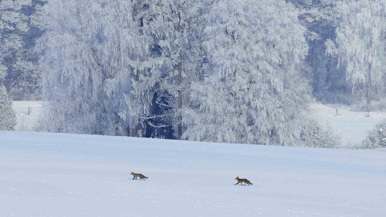 Renards en balade dans la neige, Vosges, France 
