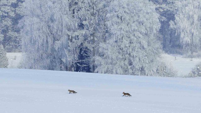 Renards en balade dans la neige, Vosges, France 
