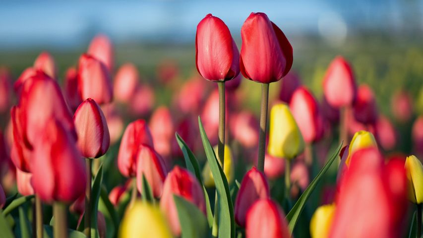 Spring Tulip Festival in Ottawa 