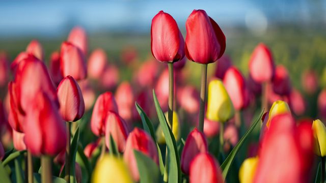 Spring Tulip Festival in Ottawa