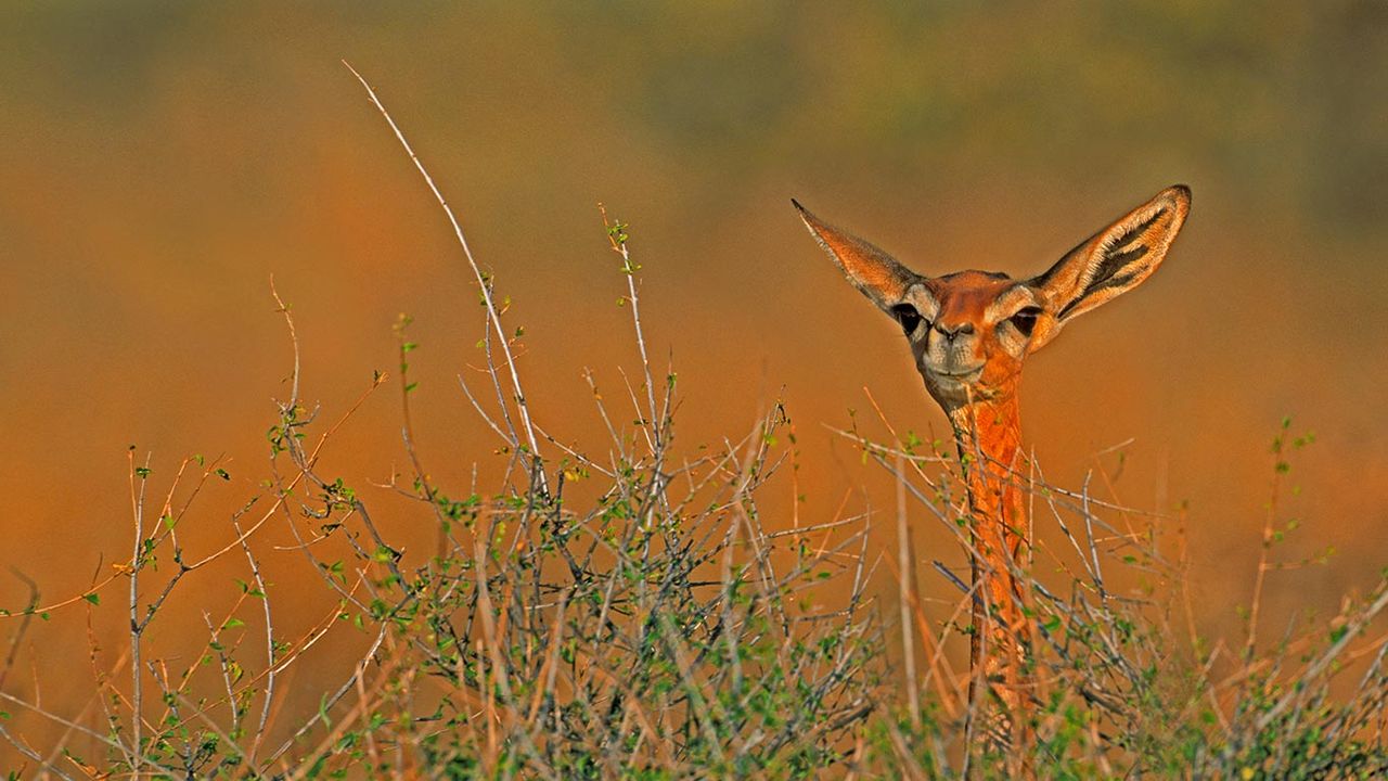 A gerenuk in Samburu National Reserve, Kenya