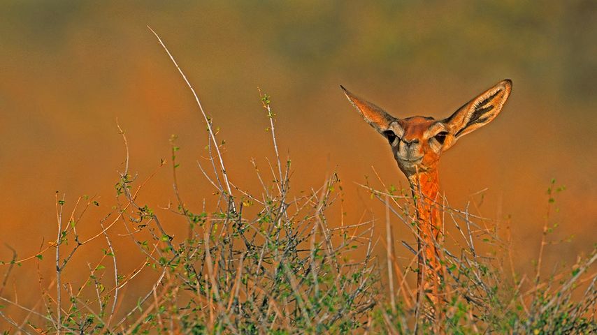 肯尼亚，桑布鲁野生动物保护区中的长颈羚