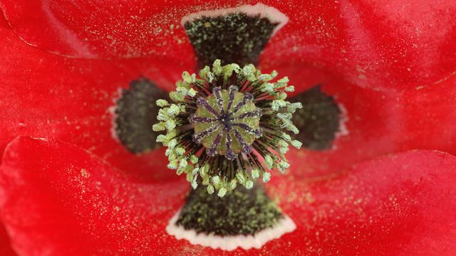 Red Poppy (Papaver rhoeas) centre, Middelburg, Netherlands 