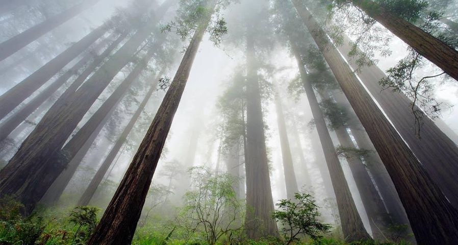 Redwood trees in Redwood National Park, California