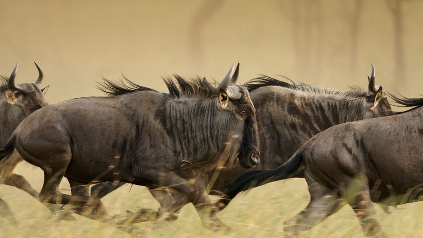 Blue wildebeests on the Musabi Plains in the Serengeti National Park, Tanzania