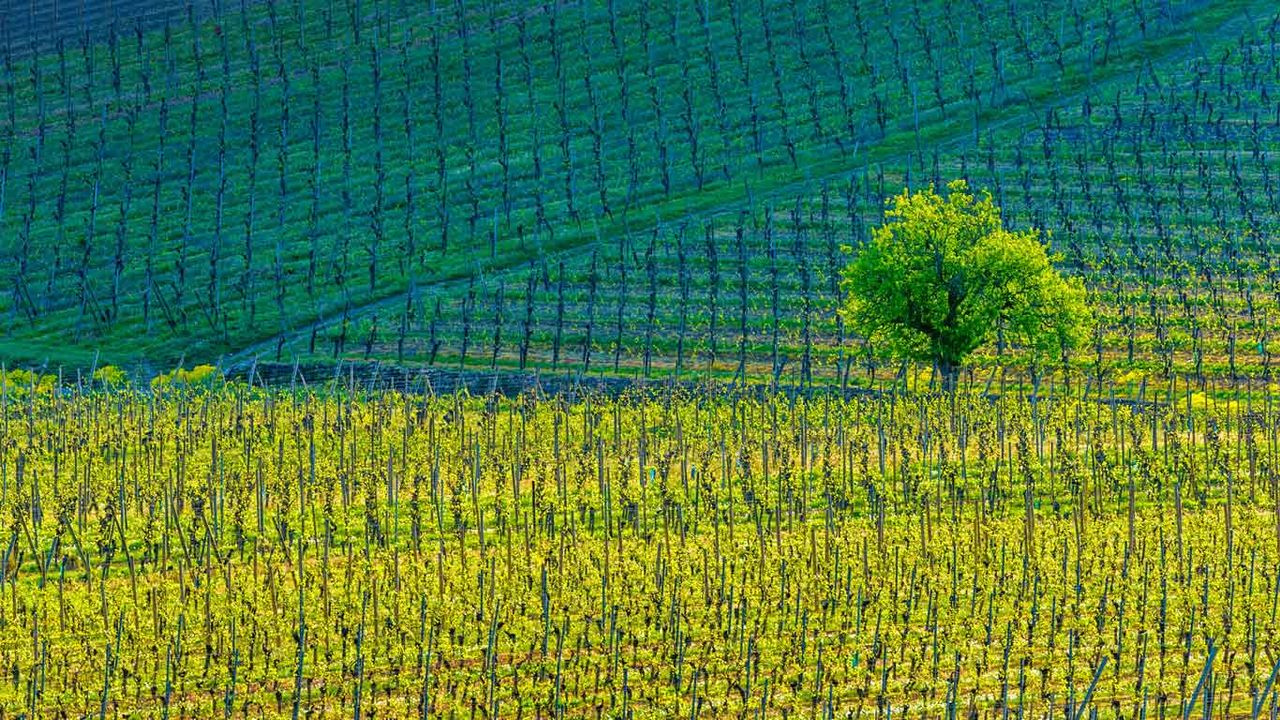 Vignes près de Kientzheim, Haut-Rhin, Grand Est 
