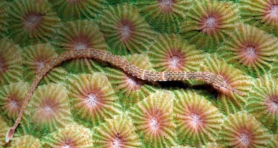 Orange-spotted pipefish in the Lembeh Strait of Sulawesi, Indonesia