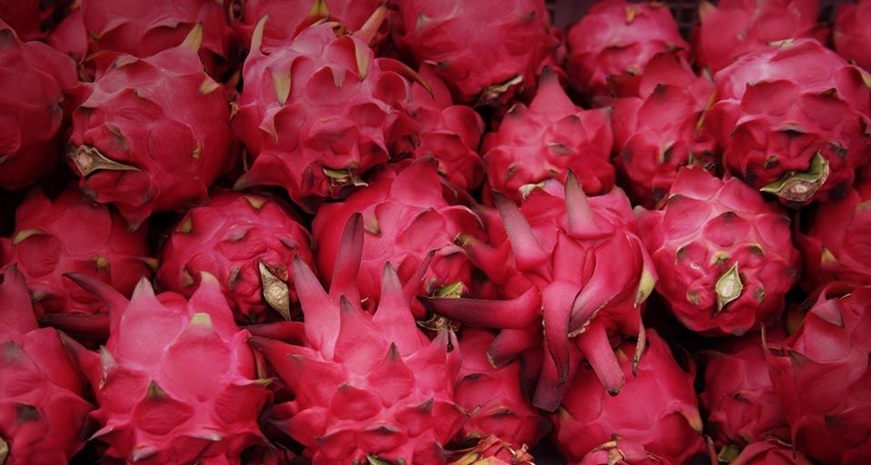 Pitayas ou “fruits du dragon”
