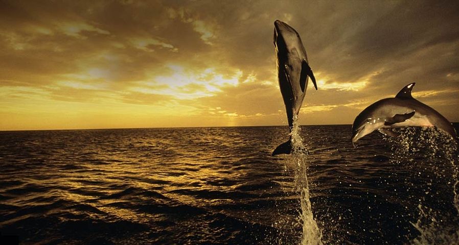 在夕阳下跳跃的宽吻海豚