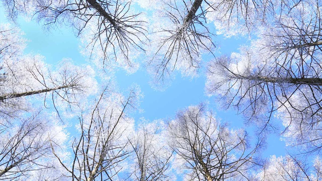 长野县落叶松林的上空
