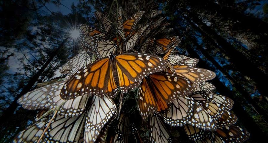 Monarch butterflies roosting at a reserve in Angangueo, Mexico