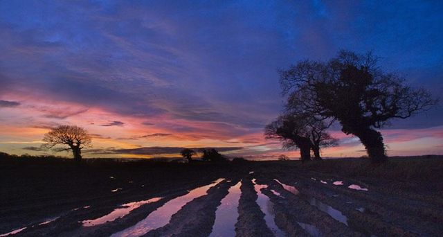 Oaks and flooded fields, Norfolk, England