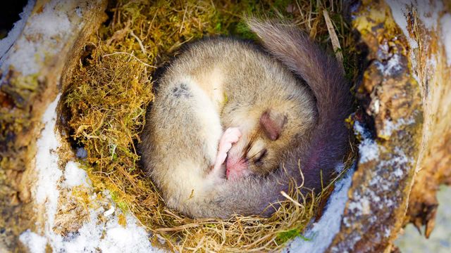 「オオヤマネの冬眠」フランス, アルザス地方