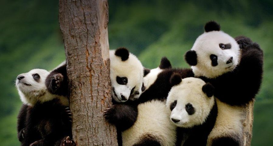 Giant panda cubs at the Wolong National Nature Reserve in Sichuan Province, China
