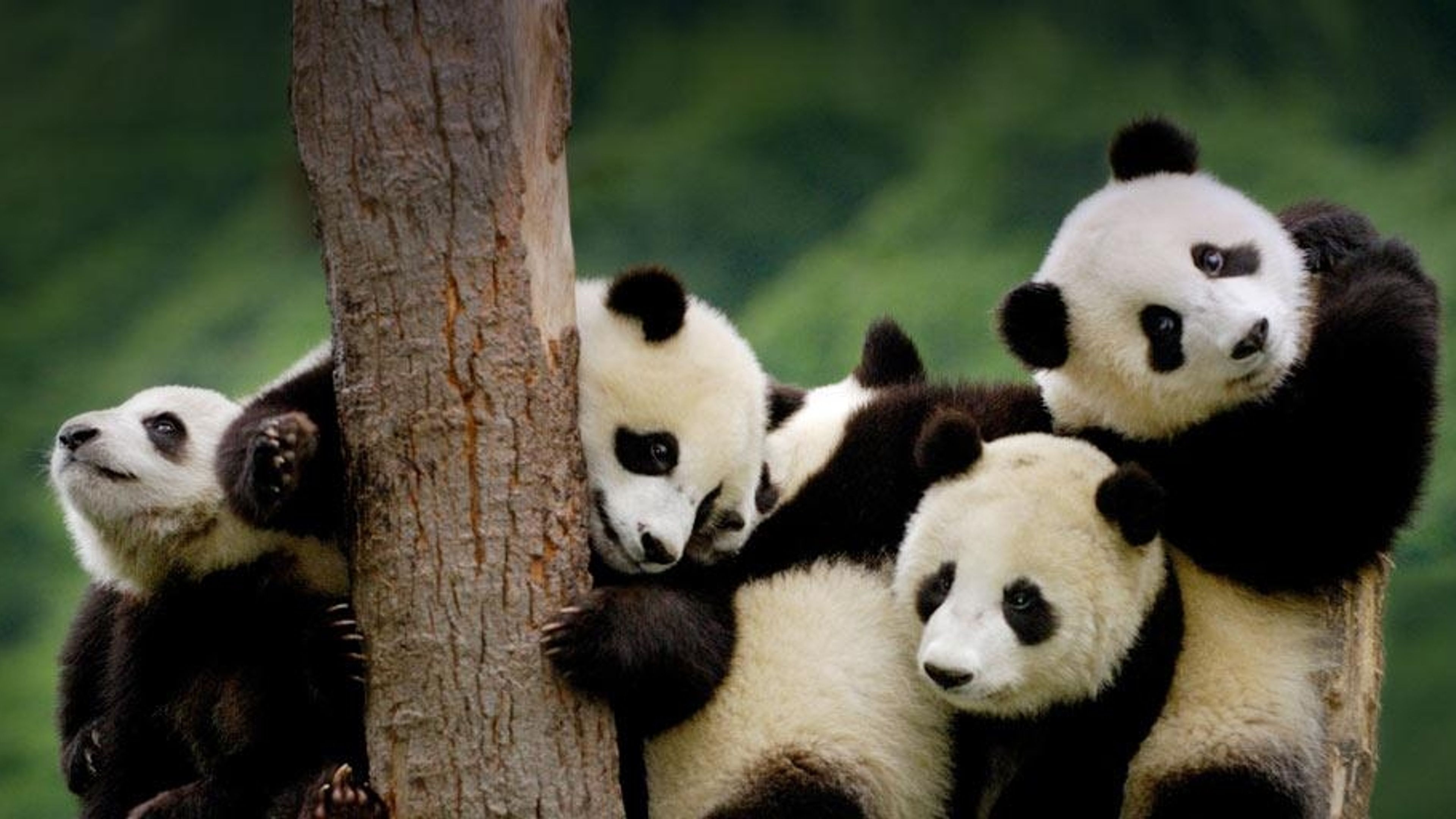 Amazon.co.jp: もののけ京都 英語版 Panda Parent and cub