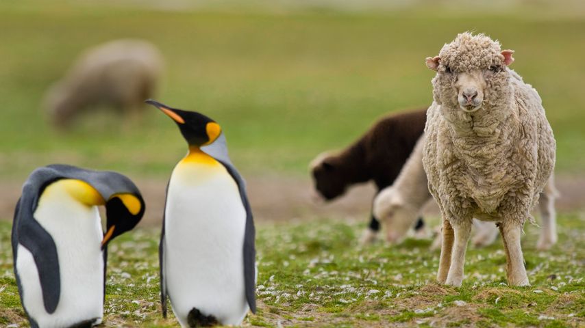 Sheep among a king penguin colony in the Falkland Islands