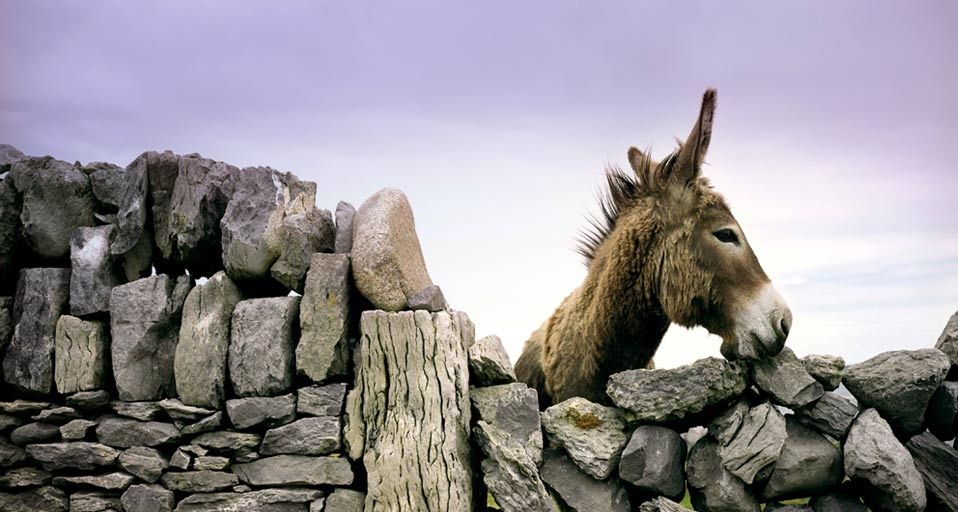 Donkey looking over an ancient rock wall in Ireland