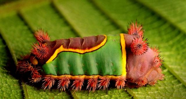 Saddleback caterpillar on a leaf in the Cockscomb Basin, Belize