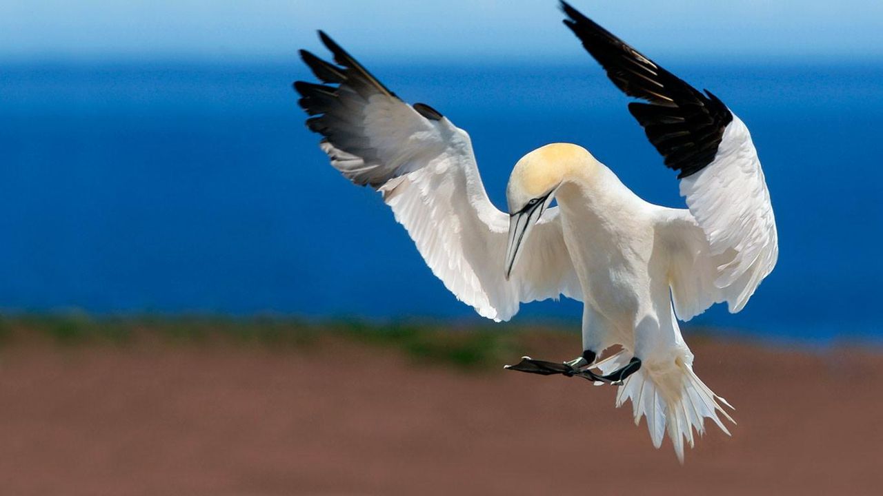 Northern gannet at Bonaventure Island and Percé Rock National Park, Quebec, Canada