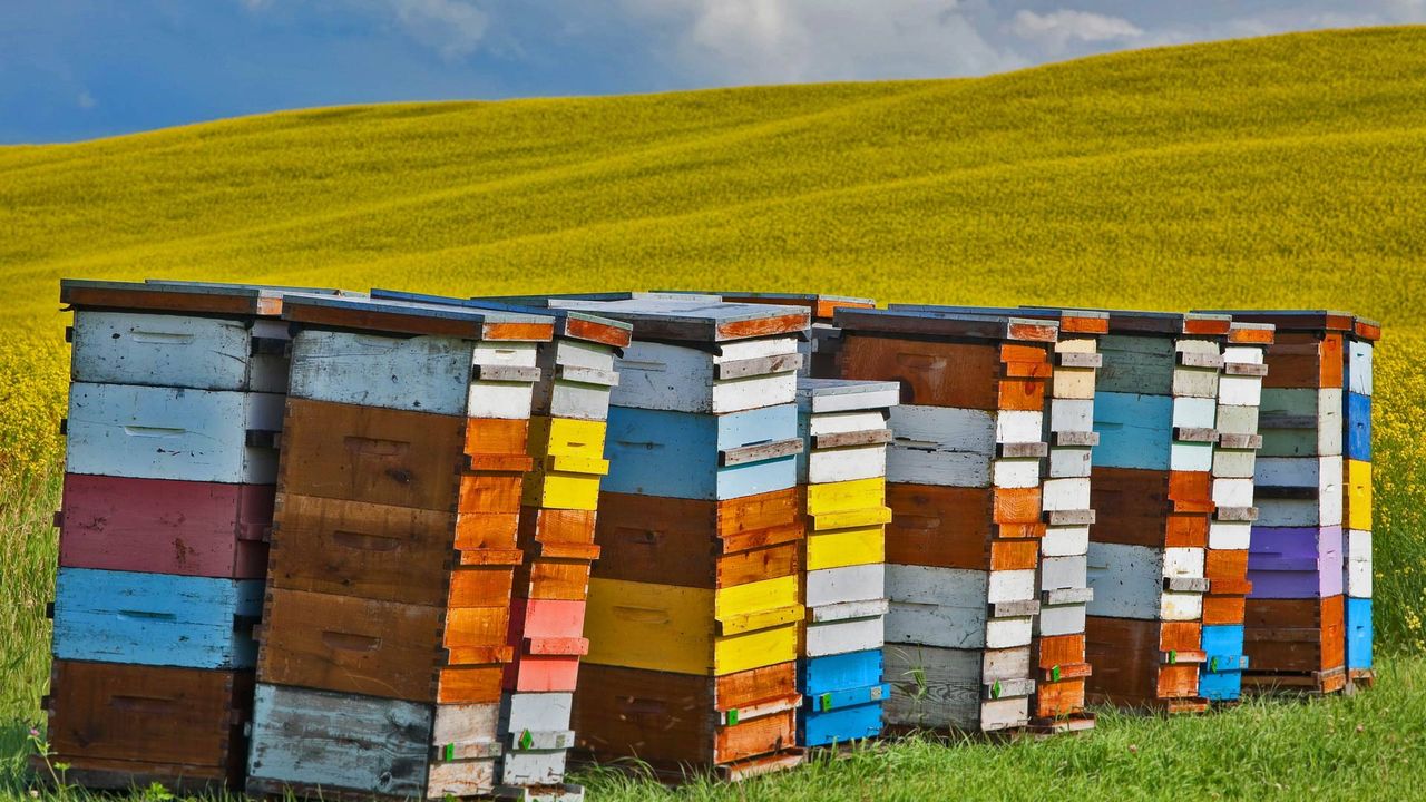 Beehive boxes in the Pembina Valley Region, Manitoba, Canada, for Honey Bee Day