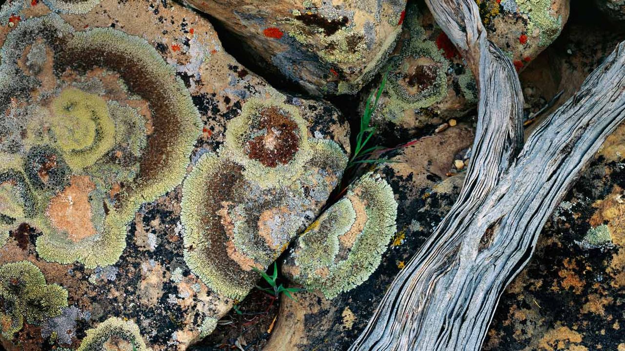 Lichen on rocks, Desolation Canyon, Utah