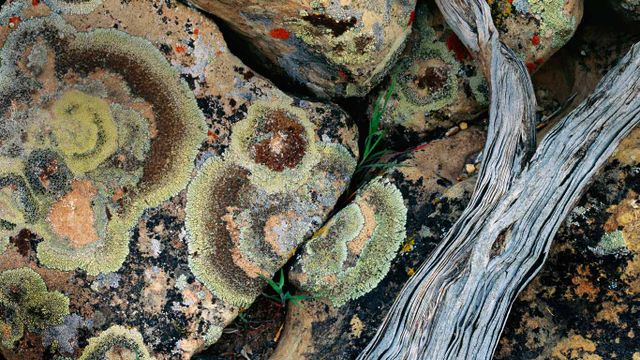 Lichen on rocks, Desolation Canyon, Utah