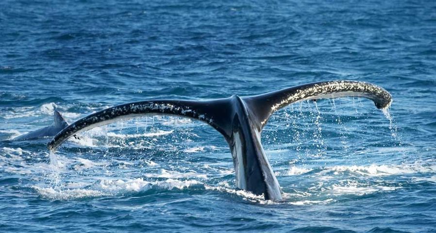 Tail of Humpback Whale, Hervey Bay, Queensland, Australia (Megaptera novaeangliae)