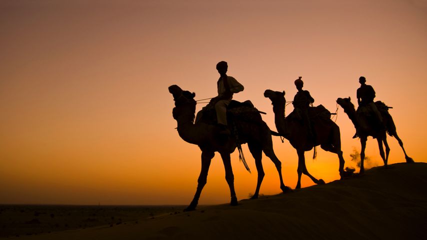 Randonnée à dos de camélidés dans le désert du Thar, Rajasthan, Inde