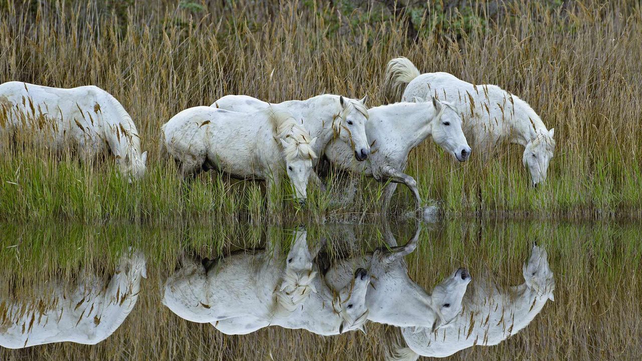 Chevaux marchant dans un marais en Camargue, France 