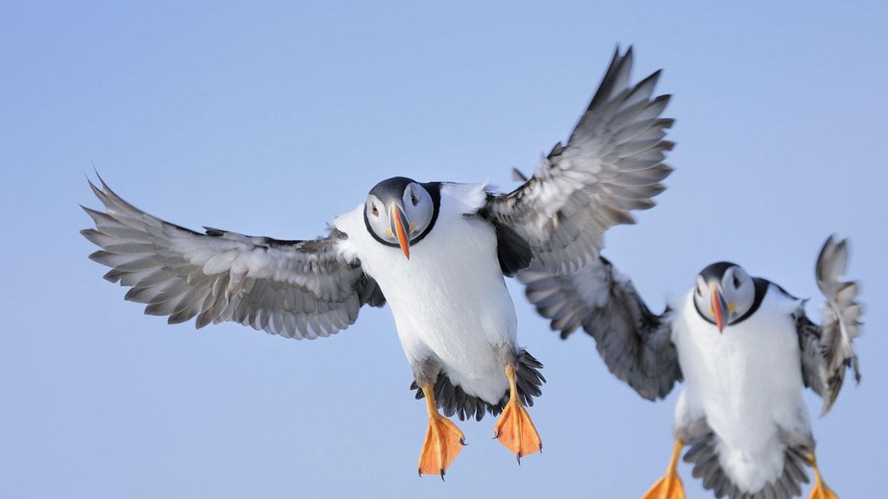Atlantic puffin (Fratercula arctica)