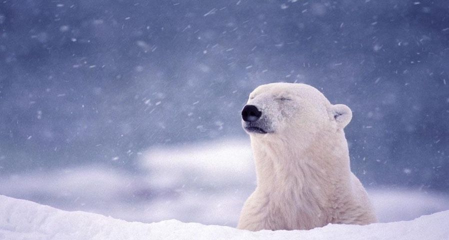 Ours blanc près de la baie d’Hudson à Churchill dans le Manitoba, Canada