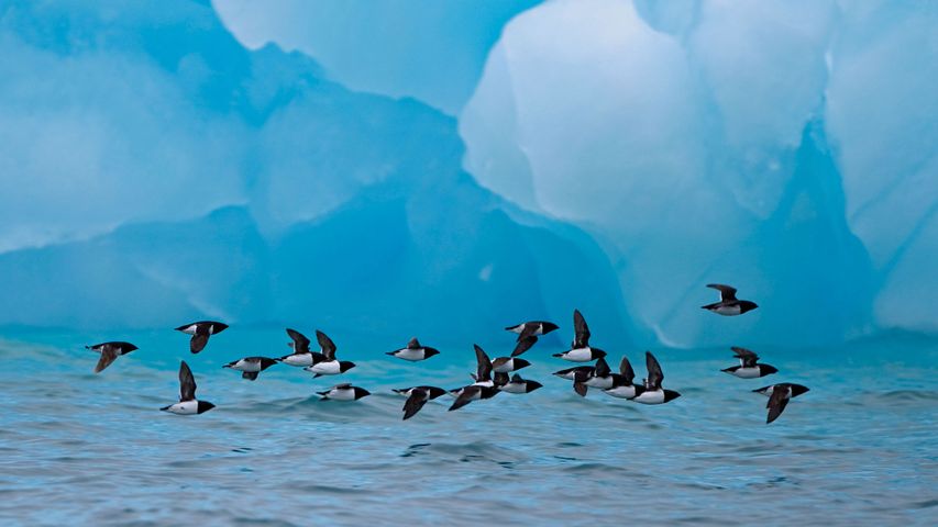 小海雀们飞过冰山，挪威斯匹次卑尔根群岛 