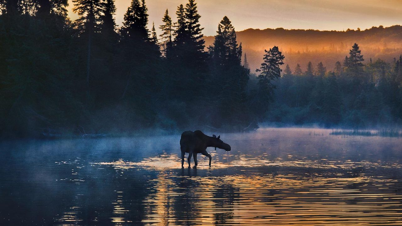Orignal dans le parc national de l’Isle Royale, Michigan, États-Unis 
