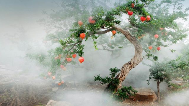 石榴树