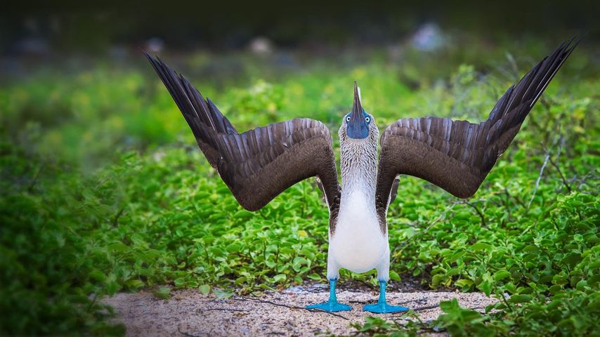 厄瓜多尔，科隆群岛，在进行求偶表演的蓝脚鲣(jiān)鸟