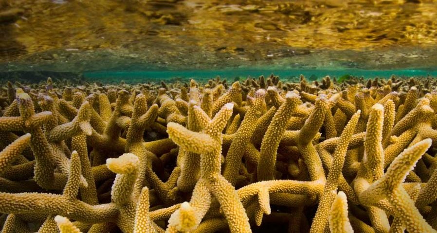 大堡礁的鹿角珊瑚