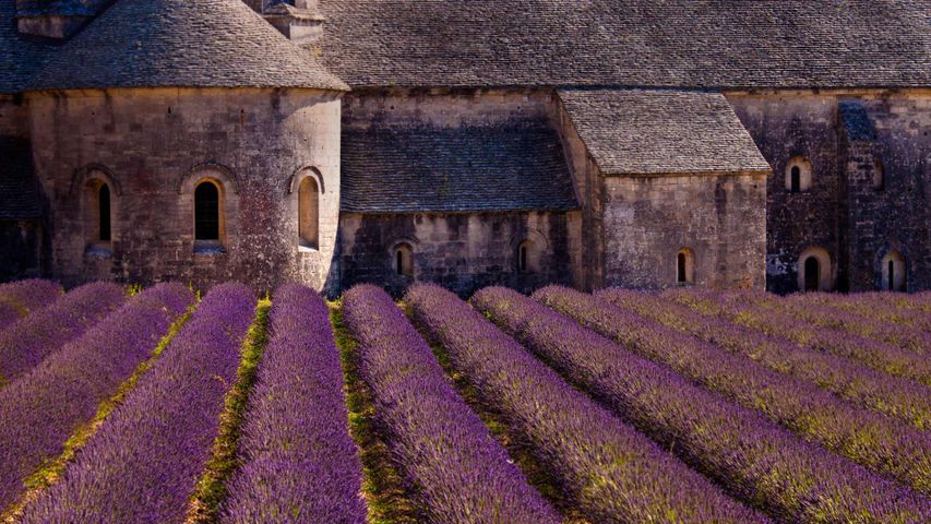 Lavendelfeld vor dem Kloster Sénanque, Gordes, Département Vaucluse, Region Provence-Alpes-Côte d’Azur, Frankreich 