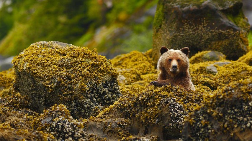 加拿大，不列颠哥伦比亚省，大熊雨林的灰熊 