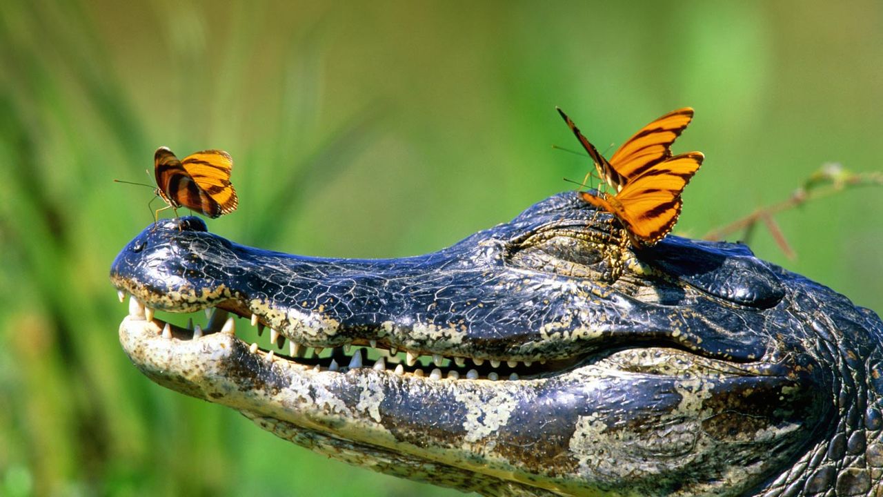 Butterflies resting on a caiman in the Pantanal, Brazil