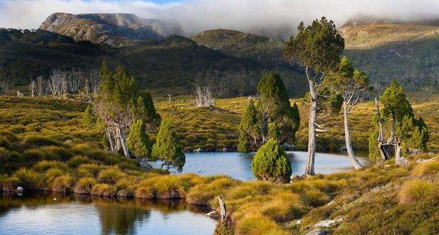 Bergseen und Zypressen im Cradle-Mountain-Lake-St.-Clair-Nationalpark, Tasmanien, Australien