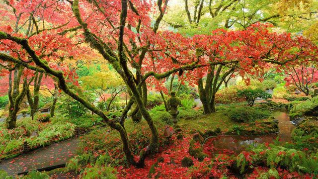 Japanese maples in national historical site Butchart Gardens, Vancouver Island, British Columbia, Canada