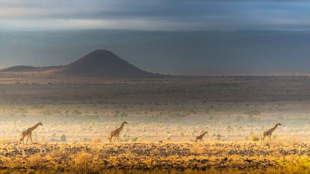 Maasai giraffes, Amboseli National Park, Kenya