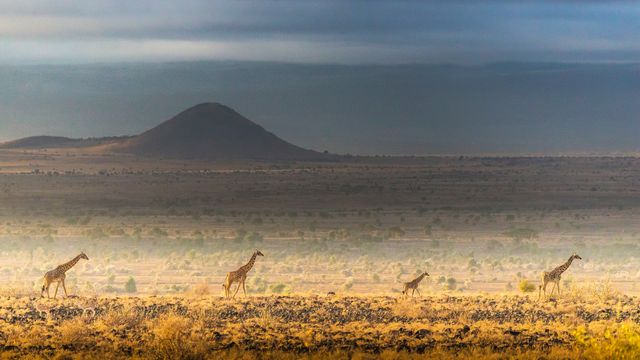 Maasai giraffes, Amboseli National Park, Kenya