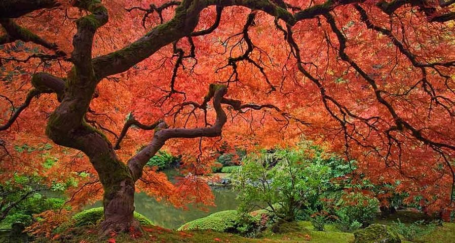 Japanese maple tree next to pond at the Portland Japanese Garden in Portland, Oregon