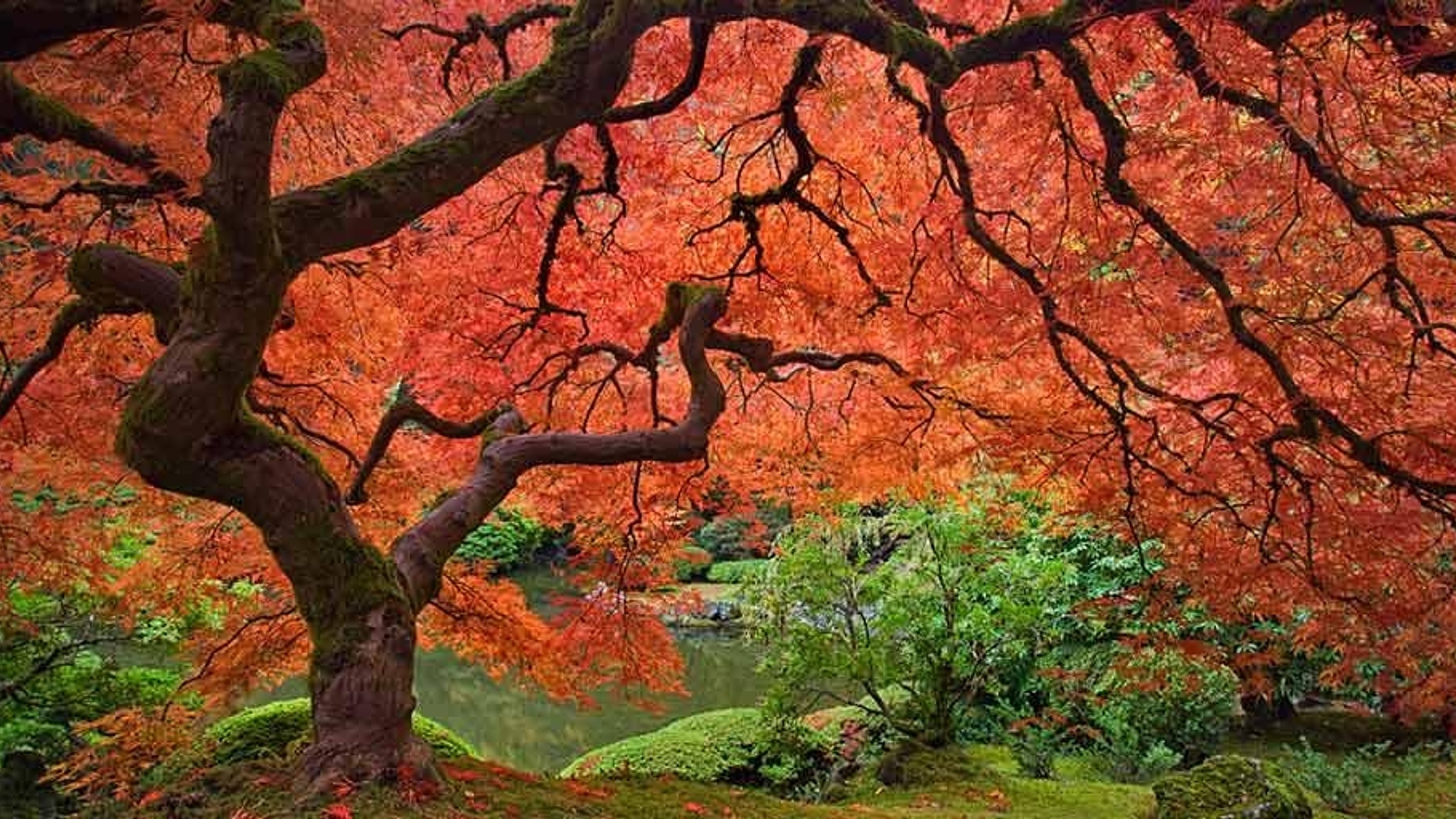 Japanese maple tree next to pond at the Portland Japanese Garden in ...