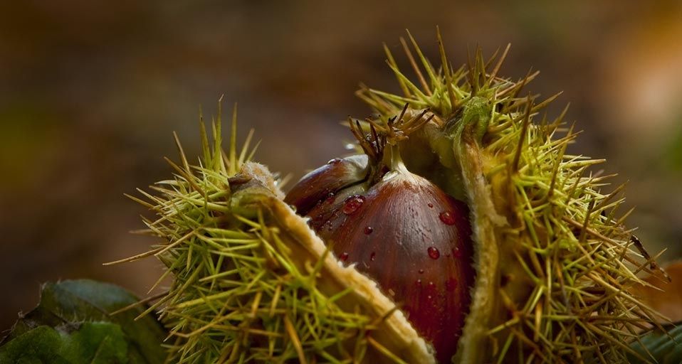 Chestnuts in the Forest of Cressy, France
