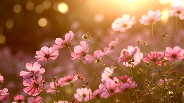 ｢コスモス｣東京, 立川 