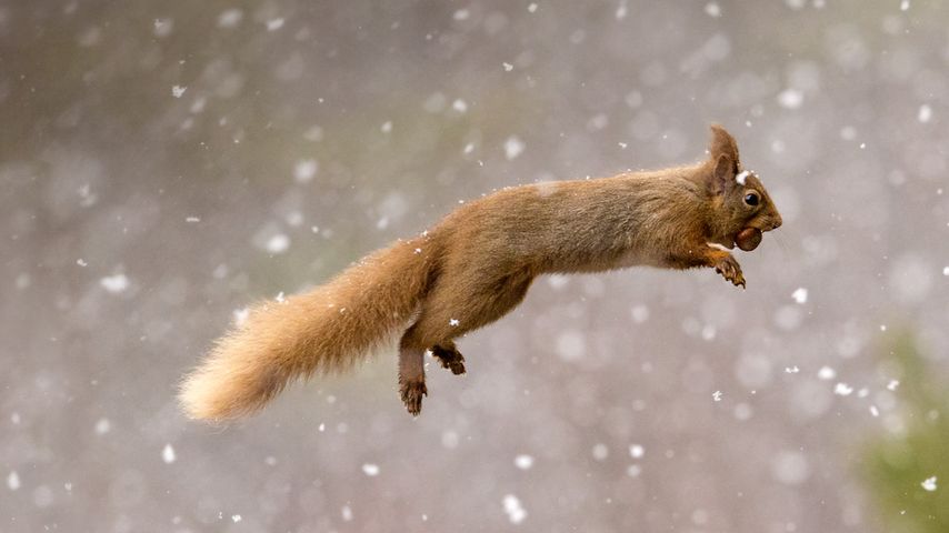 Eurasian red squirrel, Scotland